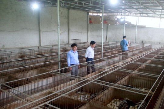 Nông dân Nghệ An nuôi thứ đặc biệt "chạm vào là đau", sau 14 năm thu về tiền tỷ, lãi hàng năm mới đáng nể