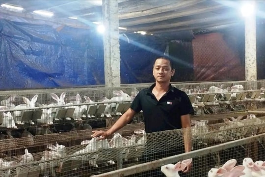 Trở về từ Hàn Quốc, nông dân Quảng Nam thử nuôi thứ "béo múp" của New Zealand, thành quả mỗi năm bỏ túi hàng trăm triệu đồng