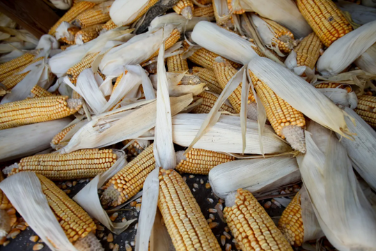 Trung Quốc giảm nhập khẩu, Mỹ mang mặt hàng chủ lực sang châu Á với giá rẻ, nhiều quốc gia hưởng lợi bao gồm cả Việt Nam