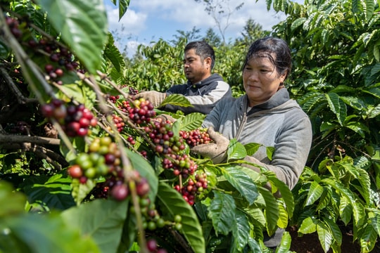 Giá cà phê hôm nay 24/5: Giảm sâu nhất trong ba tuần, rủi ro tăng cao