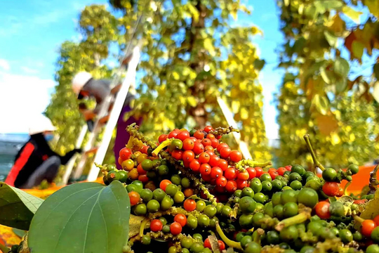 Dự báo giá tiêu ngày 24/5/2025: Liệu có giữ vững đỉnh 152.000 đồng/kg?