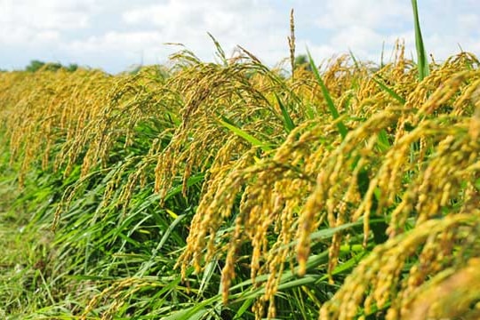 Giá lúa gạo hôm nay 24/5: Gạo OM 5451 bất ngờ hạ nhiệt, xuất khẩu trầm lắng vì tồn kho lớn