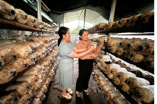 Nông dân Bắc Kạn trồng thứ "không hoa, không lá", vừa tạo nên thương hiệu xịn, vừa thu về bạc tỷ mỗi năm