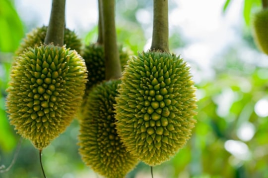 Đổi mới để làm giàu, nông dân Đồng Nai chuyển sang trồng thứ "đặc sản khó ngửi", giờ lãi hàng tỷ đồng/vụ
