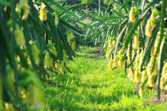 Loại trái cây được mệnh danh là "vua xuất khẩu", giúp Việt Nam thu về hàng nghìn tỷ đồng: Bình Thuận trồng cực nhiều