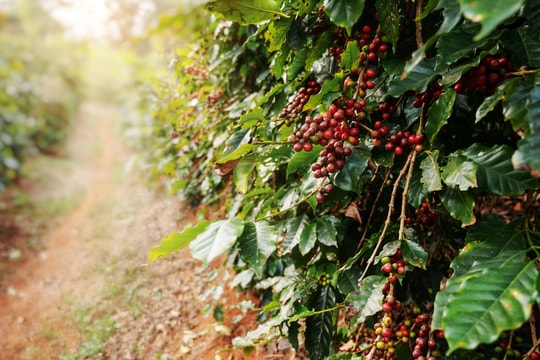 Dự báo giá cà phê ngày 25/5/2025: Tiếp tục "rớt" hay chững giá?