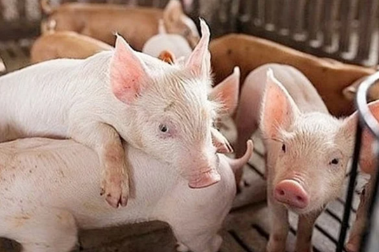 Dự báo giá heo hơi ngày 25/5/2025: "Đỉnh" miền Nam liệu có lung lay?