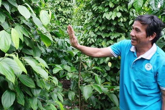 Nông dân Lâm Đồng áp dụng công thức "loại nào cũng chơi", đắt hàng quanh năm, thu lại khoản lãi không tưởng