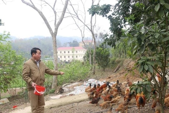 Từ người lính về hưu, nông dân Lạng Sơn nuôi thứ "chạy lon ton" giữa rừng, giờ thu nhập khấm khá hàng trăm triệu mỗi năm
