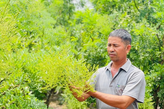 Nông dân Gia Lai đổi cây trồng, hái “trái vàng khô” suốt 10 năm, giờ lãi đều tay cả tỷ mỗi năm