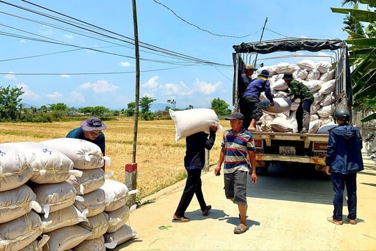 Nông dân Quảng Nam trồng thứ "tinh hoa địa phương" theo công thức đặc biệt, đổi đời vì khoản lãi khủng hàng năm mang lại