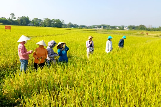 Giá lúa gạo hôm nay 26/5: Tăng cục bộ, thị trường vẫn “thăm dò” nhau