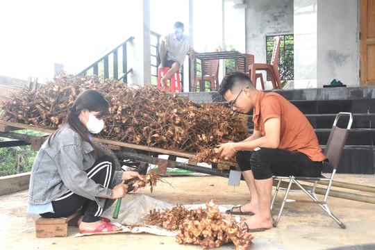 Từng trồng sắn lỗ nặng, nông dân Quảng Trị đổi sang trồng cây “ít ai để ý”, giờ lãi hơn trăm triệu mỗi năm