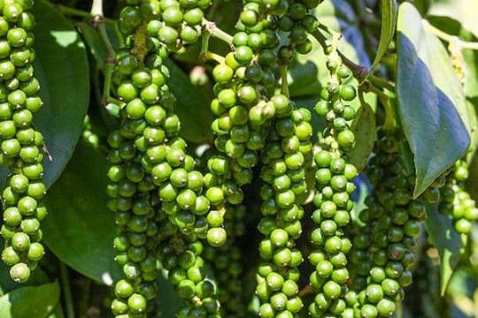 Giá tiêu hôm nay 26/5: Ổn định sau cú lao dốc, thị trường đã chạm đáy hay chỉ tạm nghỉ?