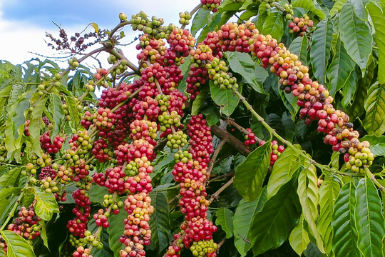 Dự báo giá cà phê ngày 27/5/2025: Liệu có dấu hiệu hồi phục?