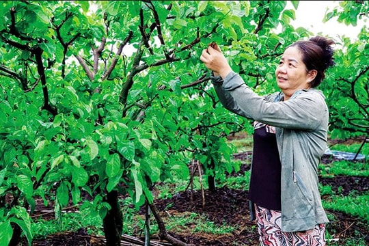 Nông dân Cần Thơ mạnh dạn trồng loại quả "ngàn mắt" của Thái Lan, đổi đời nhờ khoản lãi nửa tỷ đồng mỗi vụ thu hoạch