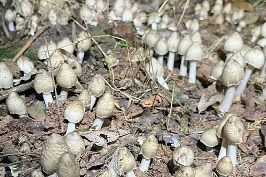 Loại nấm mỗi năm chỉ mọc một lần vừa hiếm vừa bổ: Giá 1,5 triệu đồng/kg vẫn cháy hàng