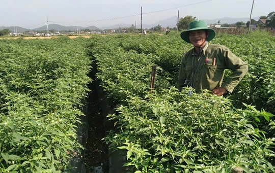 Biến hóa cách trồng, nông dân Bình Định làm giàu từ giống trái "ăn vào thét ra lửa", mỗi héc-ta cho thu nhập nửa tỷ đồng