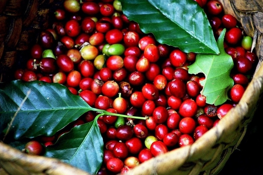 Dự báo giá cà phê ngày 28/5/2025: Thị trường liệu có tạo giá mới?