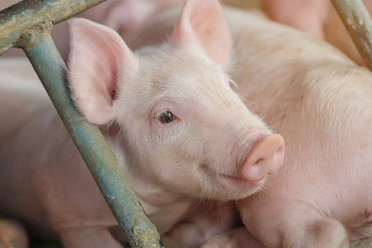 Dự báo giá heo hơi ngày 28/5/2025: Ngày mai có bất ngờ điều chỉnh?