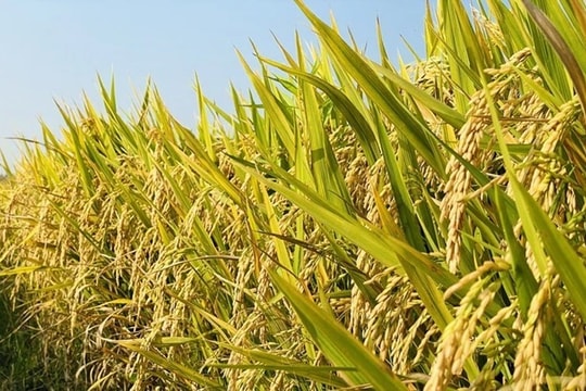 Giá lúa gạo hôm nay 28/5: Giá nội địa đi ngang, thị trường xuất khẩu vẫn giữ ổn định