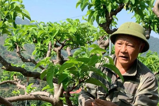Nông dân Thái Nguyên rẽ ngang từ thợ ảnh sang trồng loại trái "ăn là nhớ", mỗi năm thu hoạch 10 tấn, lợi nhuận hàng trăm triệu đồng