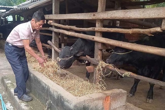 Mạnh dạn vay tiền ngân hàng, nông dân Bình Định nuôi thứ "ăn cỏ, ăn rơm" theo kiểu lạ lùng, mỗi năm không ngờ thu hàng trăm triệu