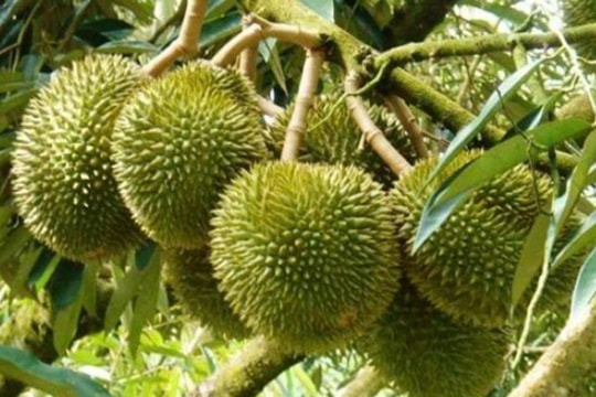 Giá sầu riêng hôm nay 28/5: Thị trường đi ngang, nông dân Vĩnh Long lo “huề vốn” vụ thuận