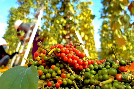 Dự báo giá tiêu ngày 29/5/2025: Giá sẽ còn tăng?