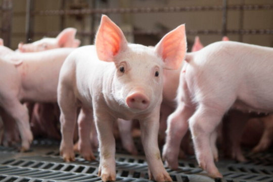 Giá heo hơi hôm nay 29/5: Heo hơi tăng nhẹ ở nhiều tỉnh, một địa phương tiếp tục đứng đầu cả nước