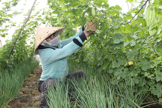 Không thuốc trừ sâu, không phân hóa học, nông dân Long An "hái lộc khủng" mỗi lần thu hoạch nhờ mô hình xanh - sạch - đẹp đặc biệt