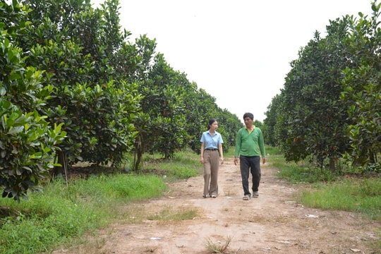 Nông dân Tây Ninh bỏ lối mòn, chuyển sang trồng loại quả "đặc sản quốc đảo", thu hoạch một vụ lãi tới cả tỷ đồng