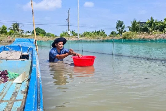 Nông dân Cà Mau đầu tư vuông tôm nhưng để nuôi thứ "lộc đỏ" kỳ lạ, mỗi vụ thu cả tấn, lãi một năm nửa tỷ đồng