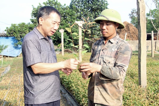 U70 vẫn khỏe như thanh niên, nông dân Bắc Giang quyết tâm chăm thứ "ẩn mình trong đất", lãi mỗi năm hàng trăm triệu đồng
