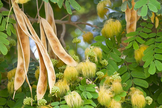 Loại cây mọc dại ven đường lại được săn đón ở Trung Quốc , giúp nông dân "bỏ túi" tới 3 tỷ đồng mỗi năm