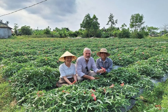 Không ở phố thị, nông dân Huế chọn trồng thứ cây "không khó mà giàu" ngay trên đất quê, tiền lời mỗi năm hàng trăm triệu