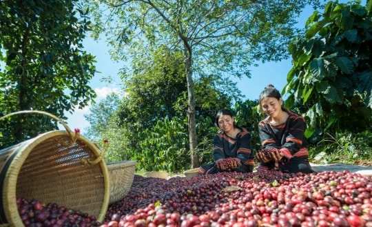 Dự báo giá cà phê ngày 30/5/2025: Sau cú rơi sâu, liệu có kịp phục hồi?