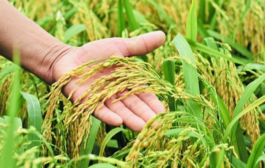 Giá lúa gạo hôm nay 30/5: Gạo nguyên liệu giảm giá, VCCI kiến nghị gỡ rào cản xuất khẩu