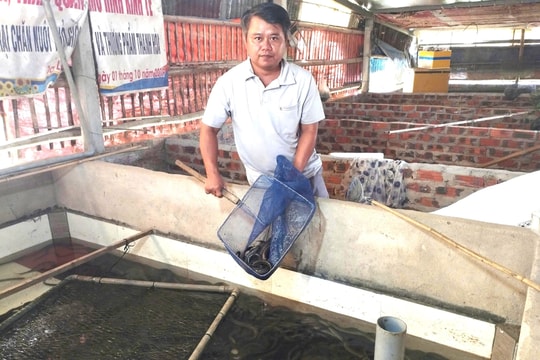 Nông dân Quảng Nam bỏ nghề sơn, về quê nuôi "vàng trơn" trong bể, cầm đều tay hàng trăm triệu đồng mỗi năm