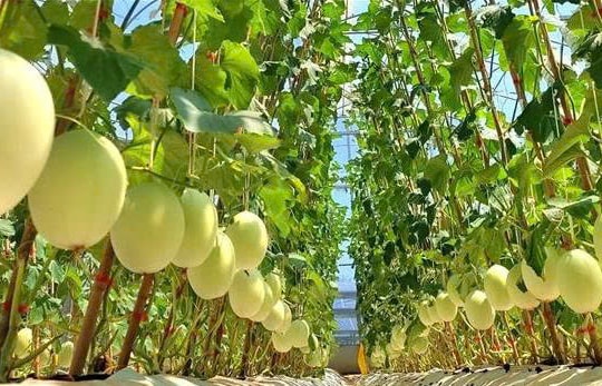 Nông dân Quảng Trị đầu tư 4 tỷ đồng vào "mô hình thông minh" của Nhật Bản, doanh thu cực khủng, năm nào cũng lên tới 10 con số
