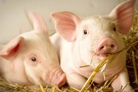 Dự báo giá heo hơi ngày 31/5/2025: Liệu có tiếp đà tăng?