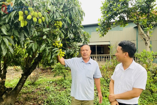 Canh tác chuẩn hóa, tự tạo thương hiệu mới, nông dân Quảng Ninh thu về lợi nhuận khổng lồ từ việc trồng loại trái "chín sớm"