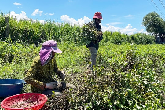 Ngưng trồng lúa vì lỗ, Nông dân Gia Lai tìm được "chìa khóa vàng" từ thứ nhỏ bé, mỗi héc ta cho lợi nhuận đến cả trăm triệu