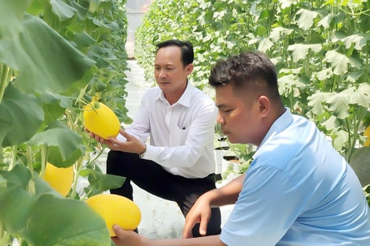 Nông dân Bình Phước dùng ong thay công nhân, thu hàng chục tấn "vàng ươm" mỗi năm, tăng cao nguồn thu nhập