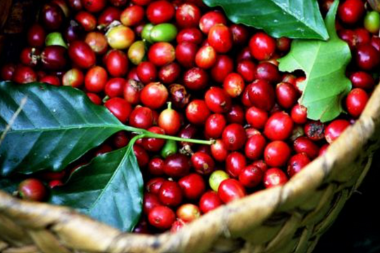 Dự báo giá cà phê ngày 1/6/2025: Đà giảm có tiếp tục sau chuỗi điều chỉnh mạnh?