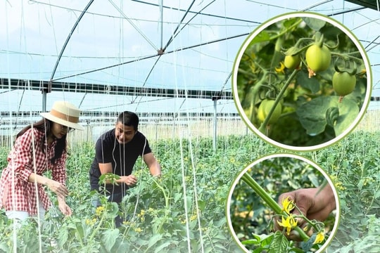 Nông dân Sa Pa đổi mới tư duy, chuyển sang trồng loại quả “cứu đói sa mạc”, mỗi năm thu lãi cả tỷ đồng