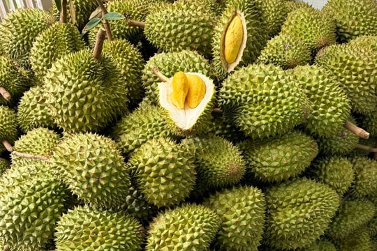 Giá sầu riêng hôm nay 1/6: Quay đầu giảm nhẹ, thị trường siết chặt quy chuẩn xuất khẩu