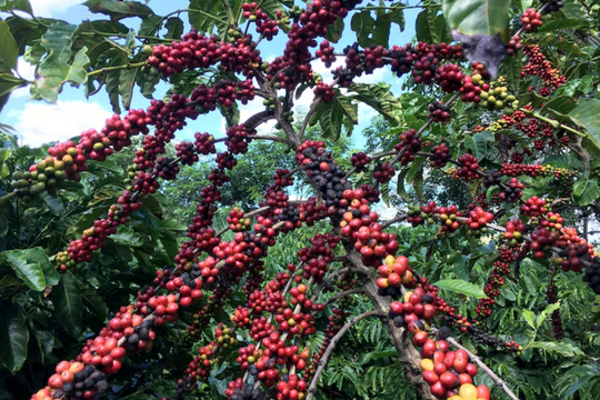 “Ông trùm” lớn nhất sắp đón vụ mùa bội thu, giá cà phê toàn cầu sẽ diễn biến ra sao?