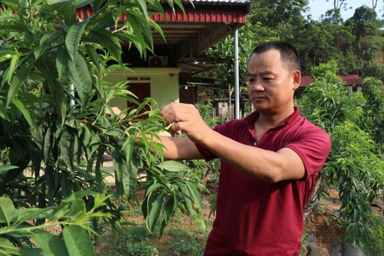 Nông dân Lạng Sơn chơi lớn, trồng giống cây "cứ đến xuân là hái ra tiền", dịp đắt hàng thu về đến hàng trăm triệu