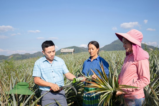 Nông dân Điện Biên bỏ lối mòn, mạnh dạn chuyển sang trồng loại quả “ứa mật” từ Lào, thu nhập tăng vọt